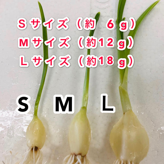 発芽にんにく   Sサイズ   50本   約300g 食品/飲料/酒の食品(野菜)の商品写真