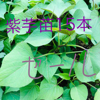 紫芋苗15本(野菜)