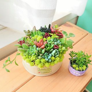 多肉植物 多肉寄せ植え 黒猫にゃんこ(ФωФ)の多肉の森 ミニセダムつき(その他)