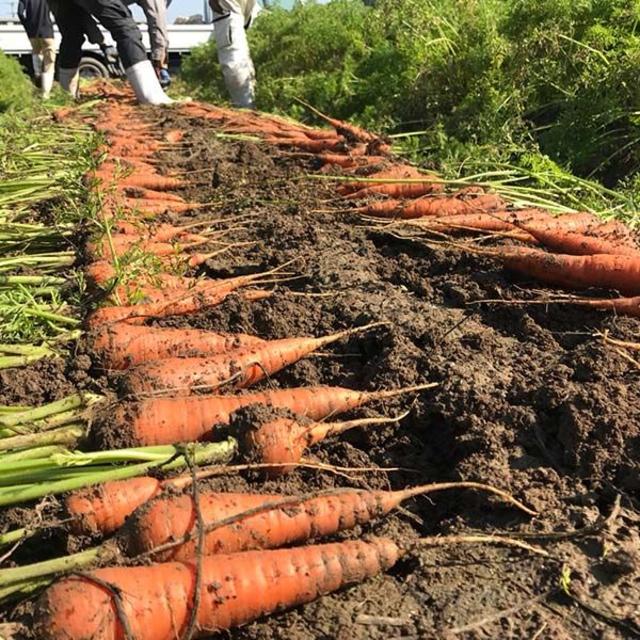 訳アリ 有機にんじん 5kg JAS認定 岡山県 無農薬オーガニック人参 食品/飲料/酒の食品(野菜)の商品写真