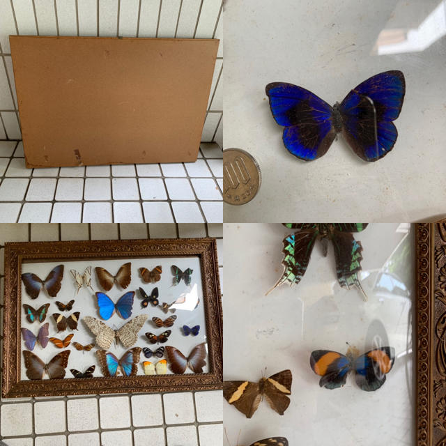 蝶標本 その他のペット用品(虫類)の商品写真