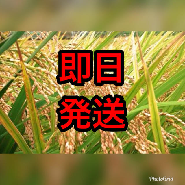 【即日発送】佐賀県産夢しずく