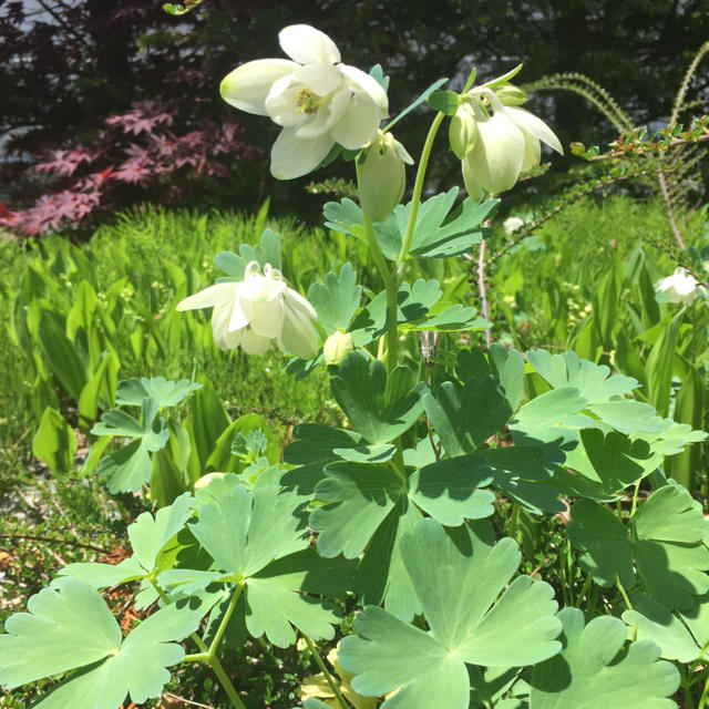 ミヤマオダマキ 白花  種50粒(山野草) ハンドメイドのフラワー/ガーデン(その他)の商品写真