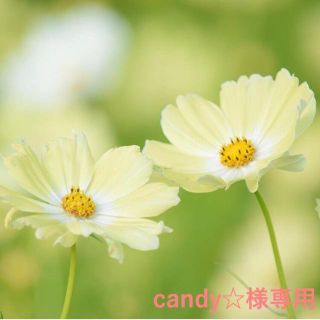 Candy☆様専用(ネイル用品)