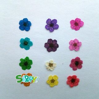 押し花よりどり30枚(オーダーメイド)