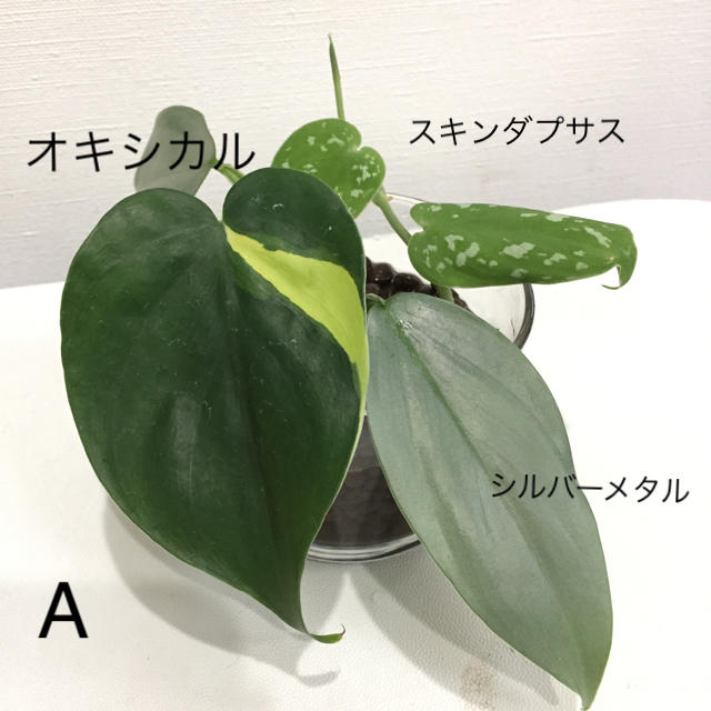 レア 3種類 セット A テーブル観葉植物 スキンダプサス  ハンドメイドのフラワー/ガーデン(その他)の商品写真