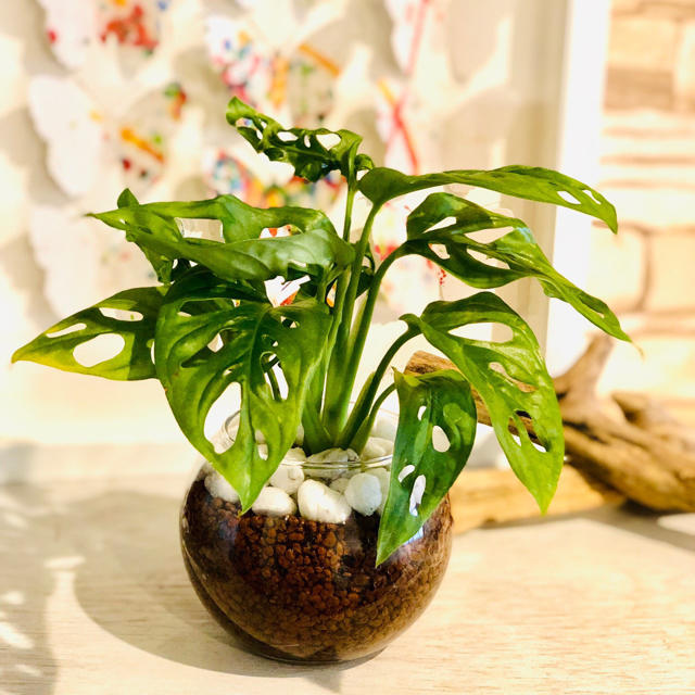 5 マドカズラ 葉っぱに穴が開く 面白いモンステラの通販 By Lovely Pocket ラクマ 5 マドカズラ 葉っぱに穴が開く 面白いモンステラの通販 By Lovely Pocket ラクマ