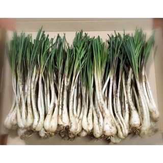 終了間近！人気の沖縄産 島らっきょう 太め 500g！(野菜)