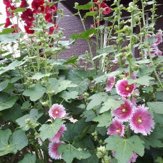 カラーミックス　ホリホック　タチアオイ　種　花の種(その他)
