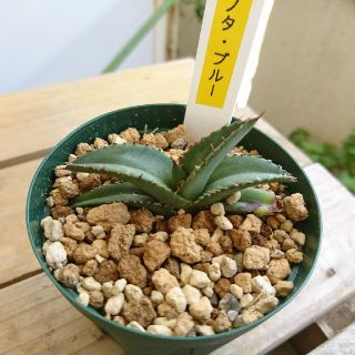 アガベ チタノタ ブルー実生苗の通販 By Natural Farm Okinawa ラクマ アガベ チタノタ ブルー実生苗の通販 By Natural Farm Okinawa ラクマ