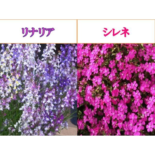 リナリア（姫金魚草）の種200粒とシレネ・ピンクパンサーの種100粒 ハンドメイドのフラワー/ガーデン(その他)の商品写真
