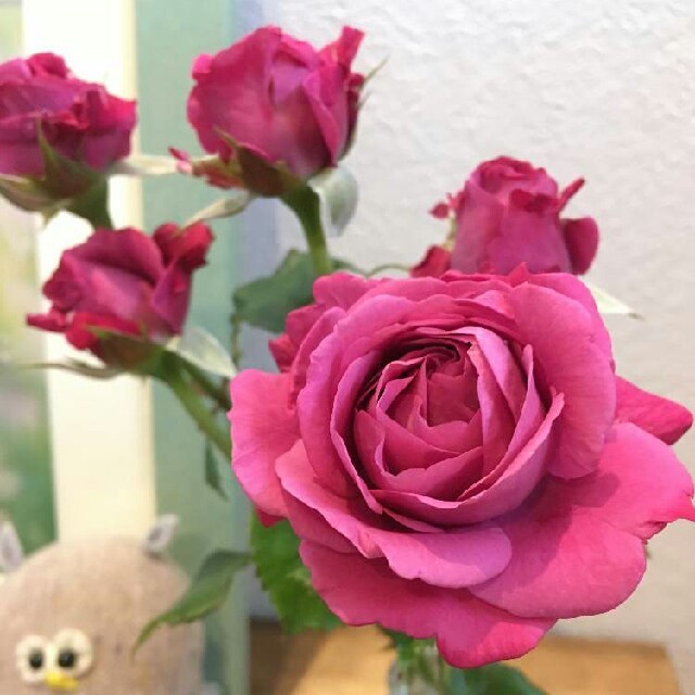四季咲き中輪バラ濃いピンク 赤紫色っぽい モンテクリステラの根付き苗 残り1株 の通販 By ミッキー S Shop ラクマ