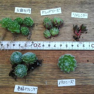 多肉植物セット☆５種(その他)