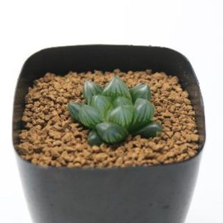 ｒ229多肉植物　ハオルチア　ブラック　オブツーサ(その他)