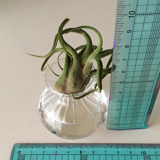 水耕栽培アレンジ くるくるカプトメデューサエ ガラスの花瓶 エアープランツの通販 By にゃんぱす 植物の輸送蒸れ保証ありません ラクマ 水耕栽培アレンジ くるくるカプトメデューサエ ガラスの花瓶 エアープランツの通販 By にゃんぱす 植物の輸送蒸れ保証ありません ラクマ