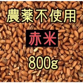 赤米（古代米）　愛媛県産　800ｇ(米/穀物)