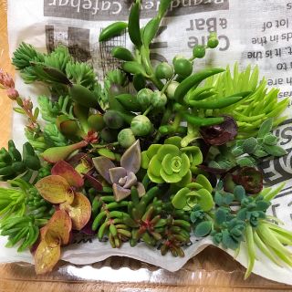 多肉植物 セダム   カット苗(その他)