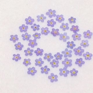 80  押し花セット♡即日発送✿ハンドメイド 素材 小花(ドライフラワー)