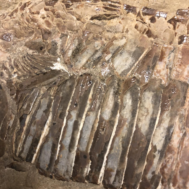 アスピドリンカスの化石(50cmくらい)の通販 by ken to1110's shop｜ラクマ 国産得価