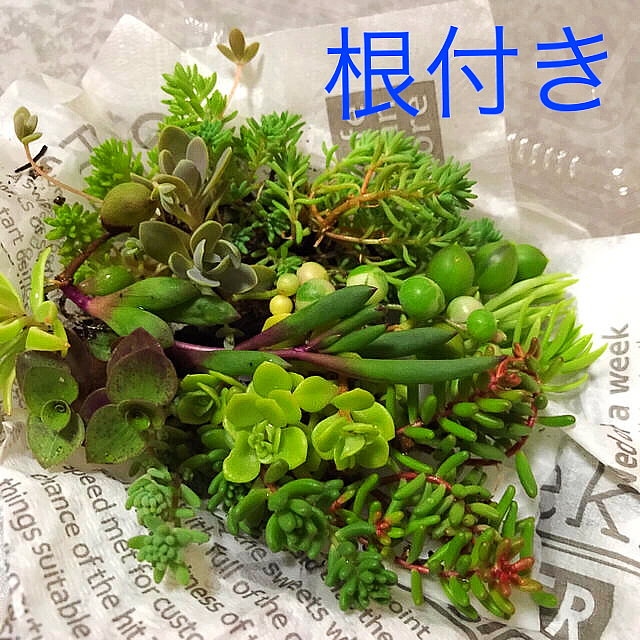 多肉植物 セダム   根付き苗 ハンドメイドのフラワー/ガーデン(その他)の商品写真