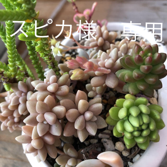 多肉植物 ハンドメイドのフラワー/ガーデン(その他)の商品写真