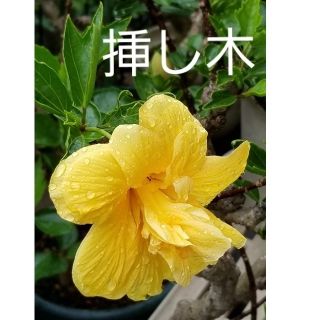 ハイビスカス　黄色八重　挿し木(その他)