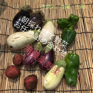 剥きニンニク付き！おまかせ無農薬野菜✳︎60センチ段ボール❤️夏野菜盛り合わせ(野菜)