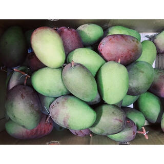 沖縄産 青い 摘果マンゴー 4kg サラダやピクルス、ジャム作りに！(フルーツ)