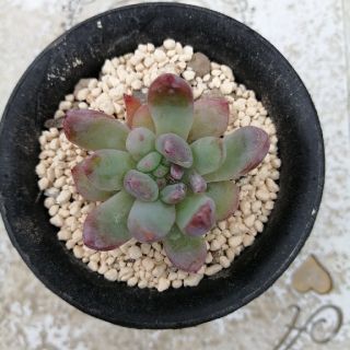 その他苺ミルク　ほいっぷる　小梅大福　桃の華　エケベリア　多肉植物