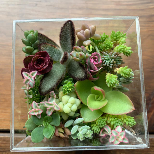 多肉植物 カット苗 詰め合わせ☆の通販 by くらら☆'s shop|ラクマ