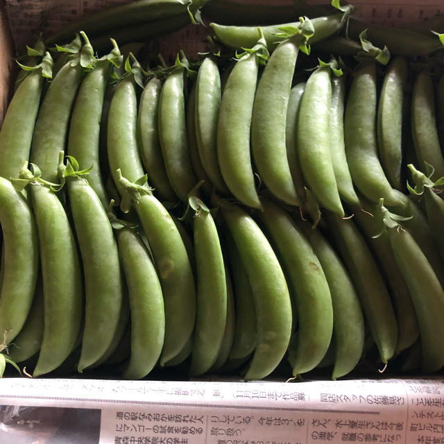 スナップエンドウ 食品/飲料/酒の食品(野菜)の商品写真