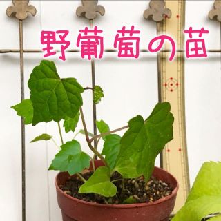 野葡萄(ノブドウ) の苗  3株  (その他)