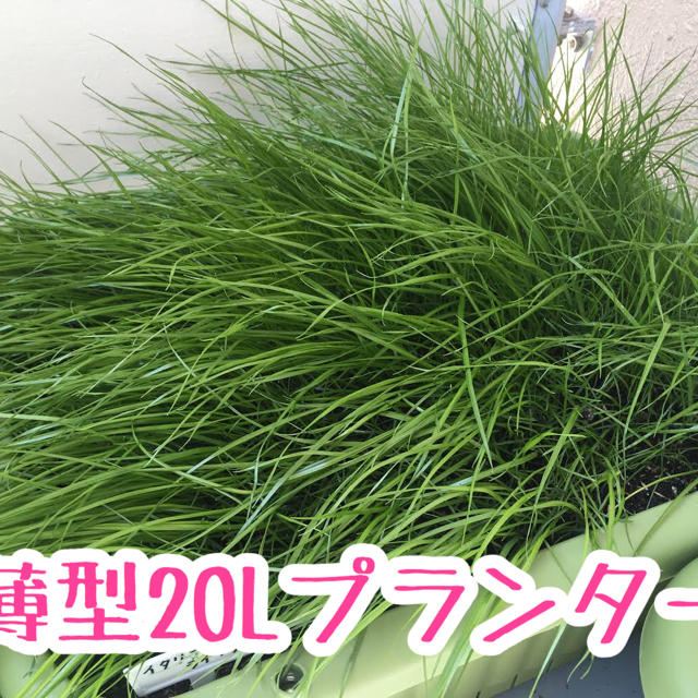牧草の種:イタリアンライグラス40gの通販 by 晴れのちメダカ|ラクマ イタリアンライグラスの種 40g