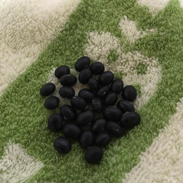 アントシアニンたっぷりの黒大豆の種30粒 枝豆としても食べれます(o^^o) 食品/飲料/酒の食品(野菜)の商品写真
