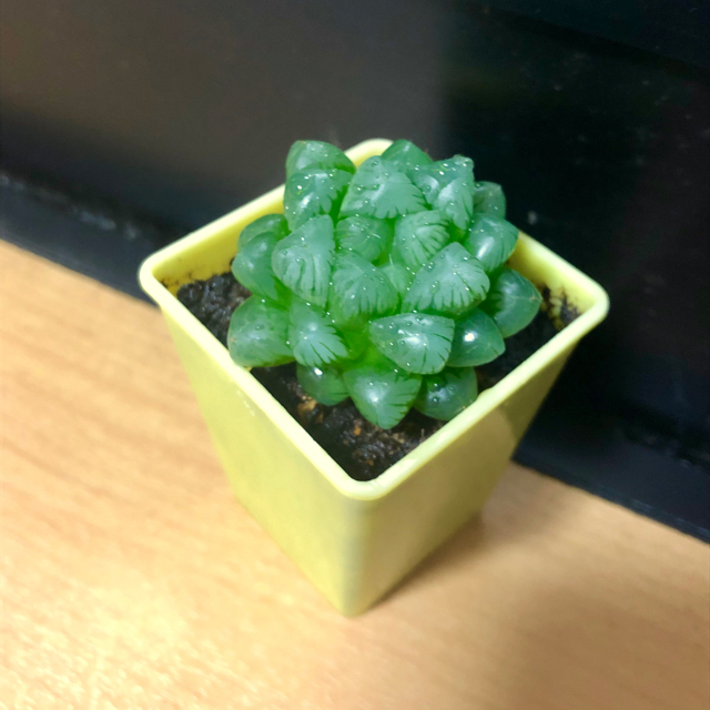 多肉植物  ハオルチア トゥルンカータ ハンドメイドのフラワー/ガーデン(その他)の商品写真