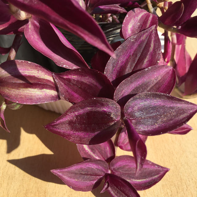 トラディスカンチア パープルエレガンス 紫の葉っぱがゴージャス 観葉植物の通販 By デクライン S Shop ラクマ
