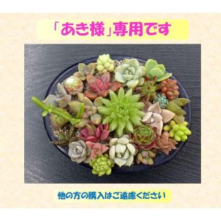 多肉植物 【0131】  カラフル「センペル＆ハオ＆一般の多肉」 26+4種セッ(その他)