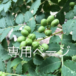 れぃとき様用 三重県 天然山椒の実300g(No906-02)(野菜)