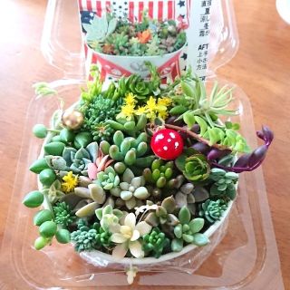 多肉植物、セダム(その他)