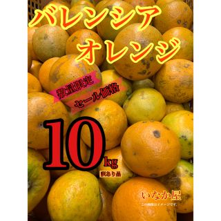 バレンシア オレンジ 訳あり品 セール価格 数量限定 残り1点(フルーツ)