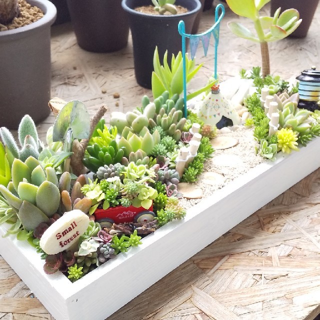 小春様 専用 多肉植物 寄せ植え - grupobatia.com.mx