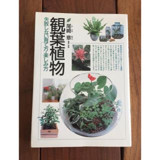 観葉植物  失敗しない育て方・楽しみ方(趣味/スポーツ/実用)