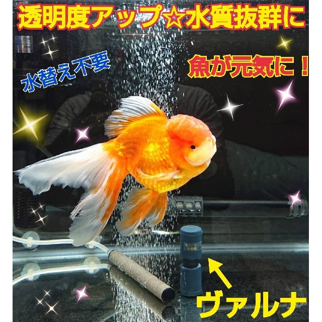 水槽の透明度が抜群に☆【ヴァルナ15センチ】有害物質を強力抑制！生体が活性化！ 2