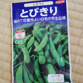 とびきり美味しい枝豆の種×２(野菜)