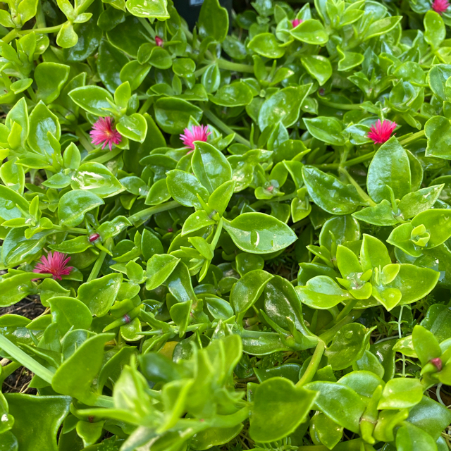 成長中‼️多肉植物ベビーサンローズ  ピンク ハンドメイドのフラワー/ガーデン(その他)の商品写真