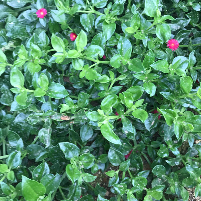 成長中‼️多肉植物ベビーサンローズ  ピンク ハンドメイドのフラワー/ガーデン(その他)の商品写真