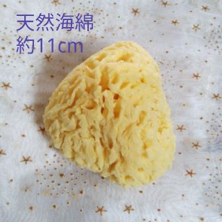 約11cm 天然海綿 ハニカム種 ギリシャ産(その他)