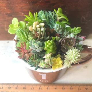 強い品種の20種類♪多肉植物カット苗(その他)