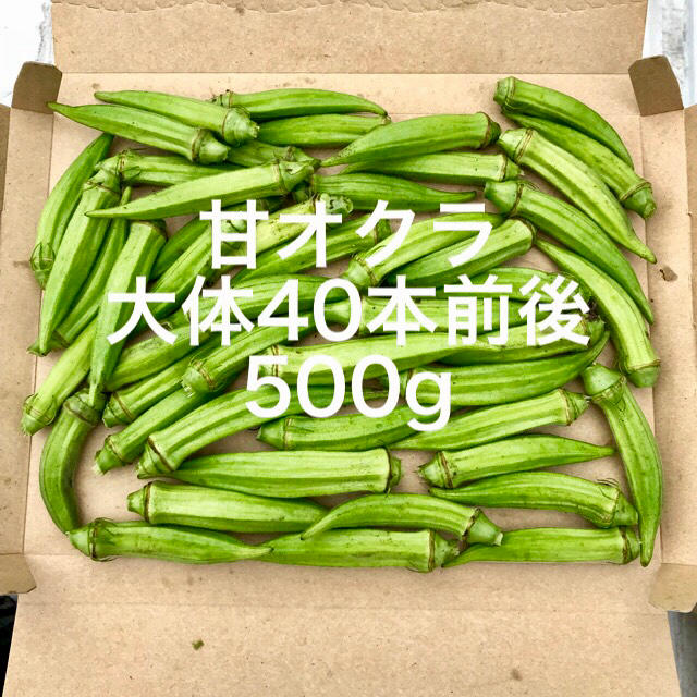 鹿児島産甘オクラ箱込み500g^_^ 食品/飲料/酒の食品(野菜)の商品写真