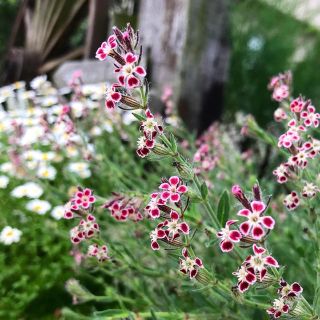 シレネ ガリカ 花の種(その他)